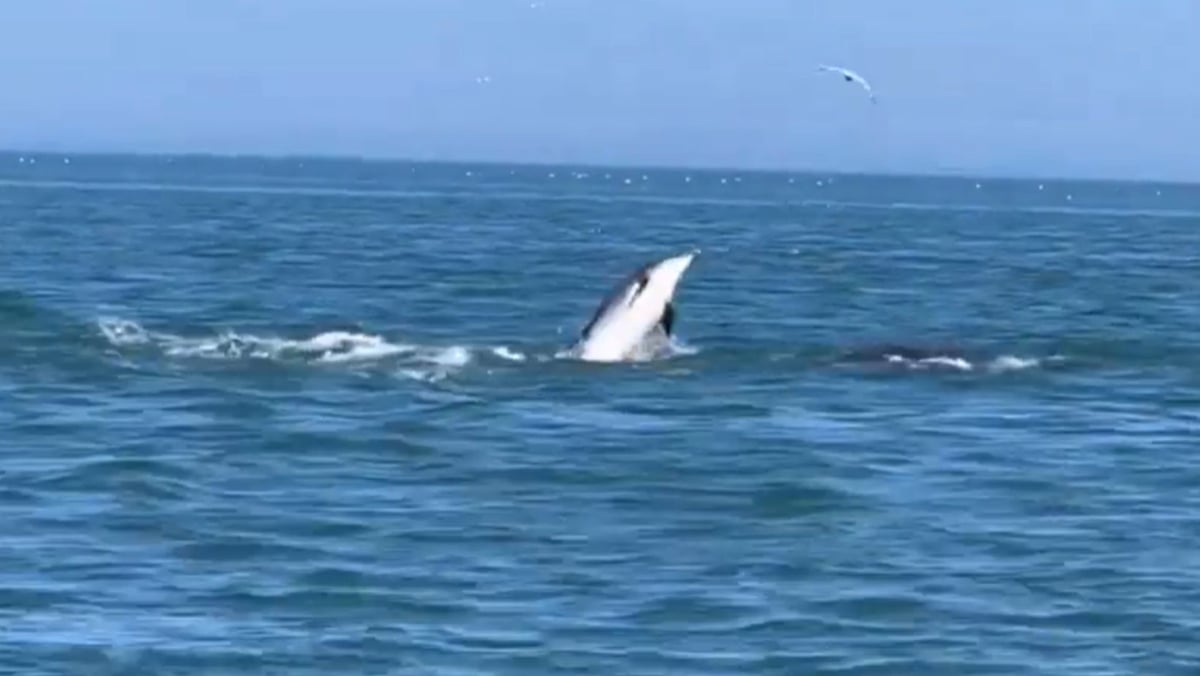 Unbelievable moment a pod of 30+ dolphins swim alongside boat below Bempton Cliffs on Yorkshire Coast