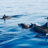 Dolphins spotted in UK waters as pod swim happily alongside RNLI boat - watch video taken of sighting 