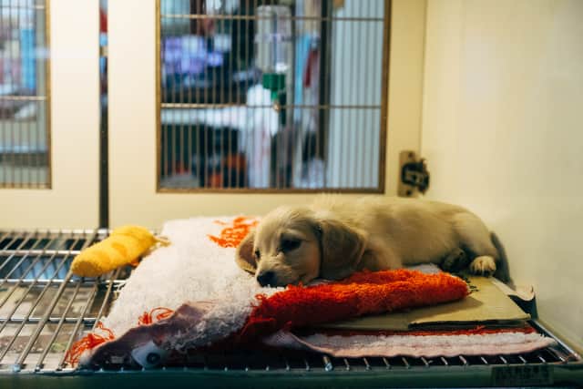 Parvovirus can be potentally fatal for young and unvaccinated