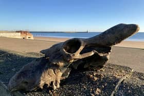 The auroch skull that Dannielle Keys found on Blyth Beach.  A walker has discovered an 'almost complete' skull of an ancestor to today's domesticated cows on the town's beach