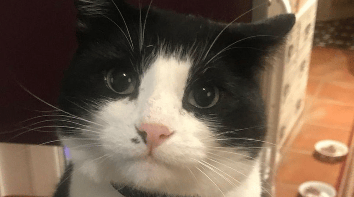 Animal Search UK meluncurkan pencarian putus asa untuk Zorro – kucing yang hilang di dalam Eurotunnel
