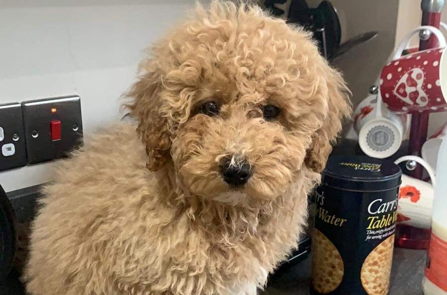 Anjing melompat ke dalam taksi & melakukan perjalanan 100 mil ke Bandara Manchester setelah tersesat dari pemiliknya