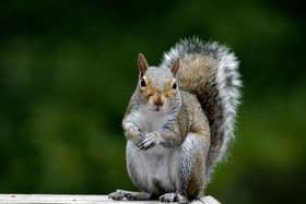 The grey squirrel 