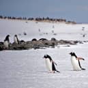 Part of the job is to count the nearby Gentoo penguin colony.