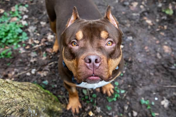 The RSPCA is urging the UK Government to keep its promise to ban imports into the UK of dogs with cropped ears