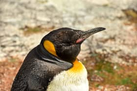 Spike the penguin crowned best in the world - who is the celebrity penguin with over 17k followers?