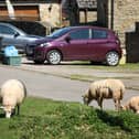 Residents claim the sheep are invading their properties