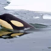 Meltring sea ice is allowing Killer Whales to hunt for longer in Arctic waters (photo: Getty Images)