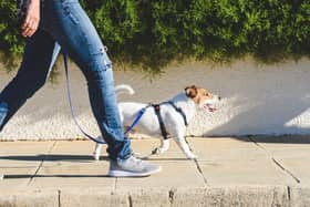 A dog must wear a collar with its owner’s name and address on it (Photo: Shutterstock)