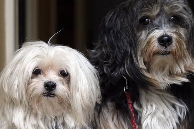 Pet shop to open 20 new stores and create 150 jobs after surge in demand during lockdown (Photo by Matt Cardy/Getty Images)
