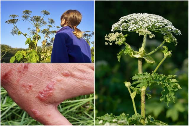 Warnings have been issued over the giant hogweed plant (Photos: Shutterstock)