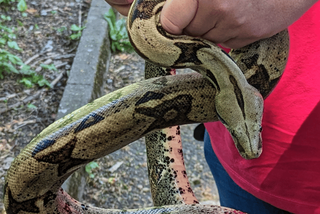 RSPCA has released a list of the ‘stray snake’ hotspots in the UK