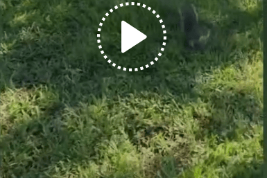 Watch as group of animals surround woman in a real life Snow White moment