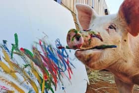 Pigcasso has made over £1 million for her painting masterpieces (Credit: Pigcasso - Joanne Lefson)