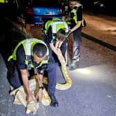 Cops received a call from a member of the public that a 12 foot yellow python was slithering on Harwood Street, West Bromwich.  