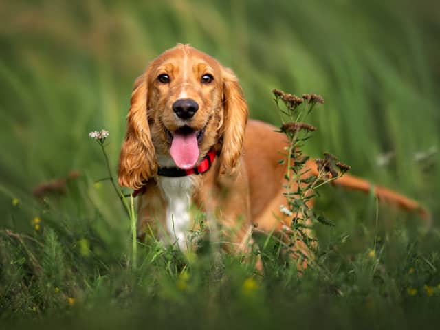 Cocker spaniels have been named the most expensive pet to own in 2023