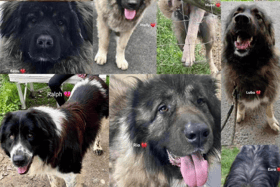 The 11 dogs campaigners believe the council had euthanised (Lost Souls/Facebook)