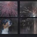 Some dogs don't mind the noise of fireworks - but for others it can be a traumatic experience.