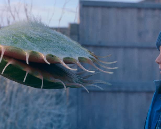 John Lewis Christmas advert 2023 Snapper, the Perfect Tree, is out now