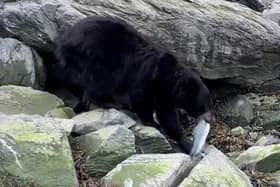 The  bear calmly stole a fresh-caught salmon, as the fisherman who caught it could only watch on in disbelief. (Photo: Collab/SWNS)