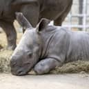 Baby southern white rhino Malaika with 15-year-old mum, Keyah, at West Midlands Safari Park