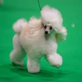 A Toy Poodle dog is judged on the third day of the Crufts dog show at the National Exhibition Centre in Birmingham, central England, on March 12, 2022. (Photo by OLI SCARFF / AFP)