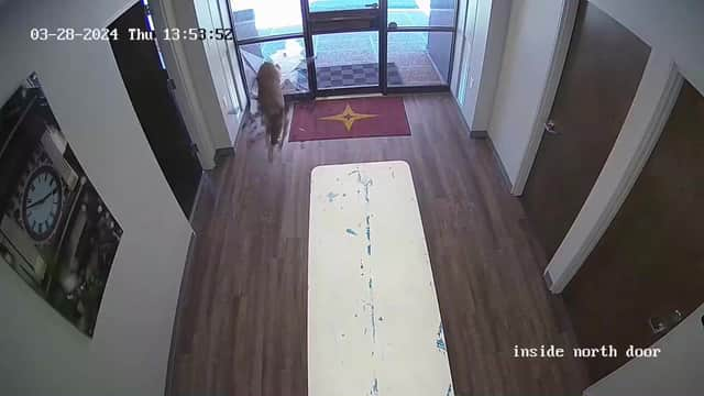 Deer smashes through bank window.