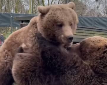 Bears Eso and Byara 'wrestle' at zoo.