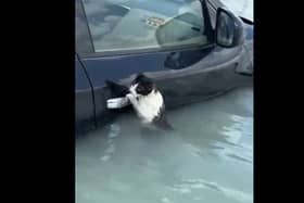 Cat clings to car door during flash flooding in Dubai