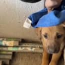 Man rescues adorable puppy trapped between walls.
