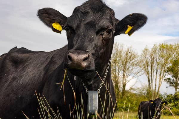 Cows controlled with GPS tracker which plays music.