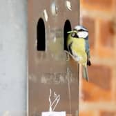 Smokers have been banned from using a village hall ashtray bin after it was taken over - by a family of nesting blue tits.  