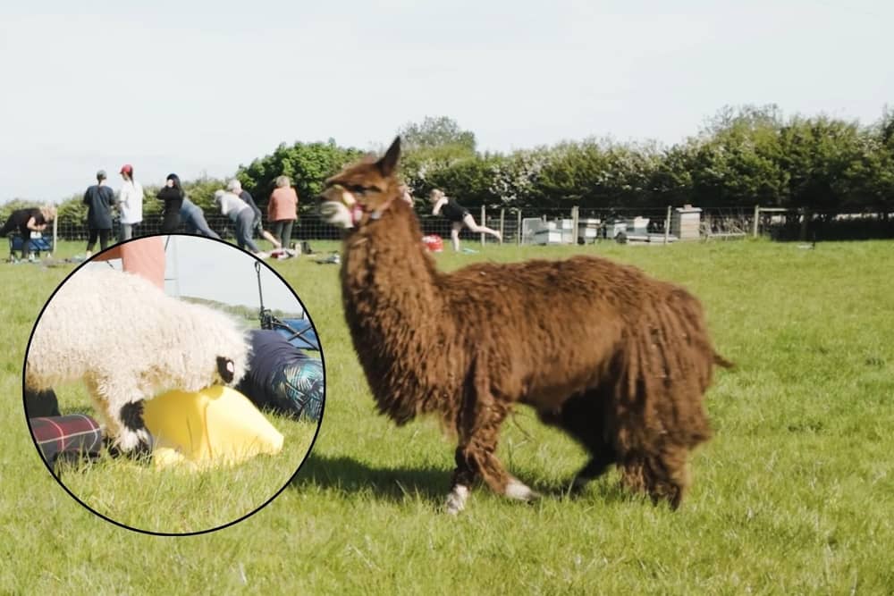 Adorable but naughty sheep interrupts Alpaca yoga exercise class at Lowlands Farm 