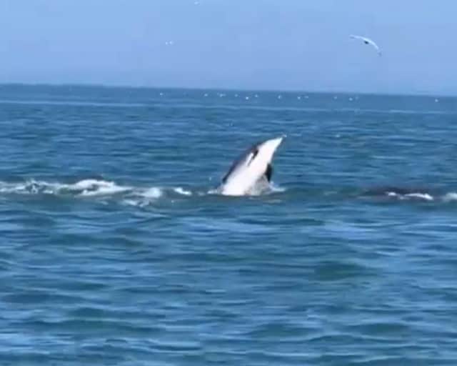Dolphin pod filmed in the water near Bridlington. Credit: Steve Race Wildlife Photography