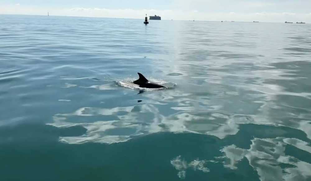 Incredible footage shows pod of dolphins frolicking next to a boat