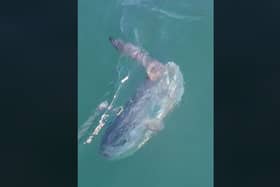 Rare tropical sunfish spotted off Yorkshire coast