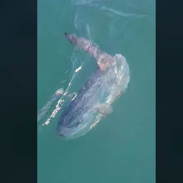 Rare tropical sunfish spotted off Yorkshire coast