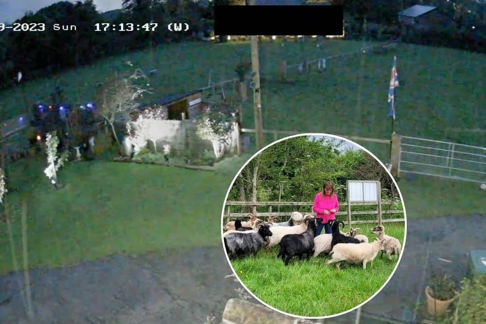 Flock of sheep flee in terror during fireworks display near farm