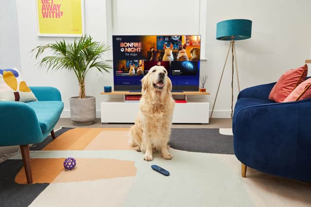 Sky announced Bonfire Night channel to calm dogs. Photo: Sky
