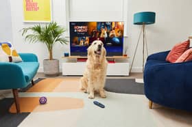 Sky announced Bonfire Night channel to calm dogs. Photo: Sky