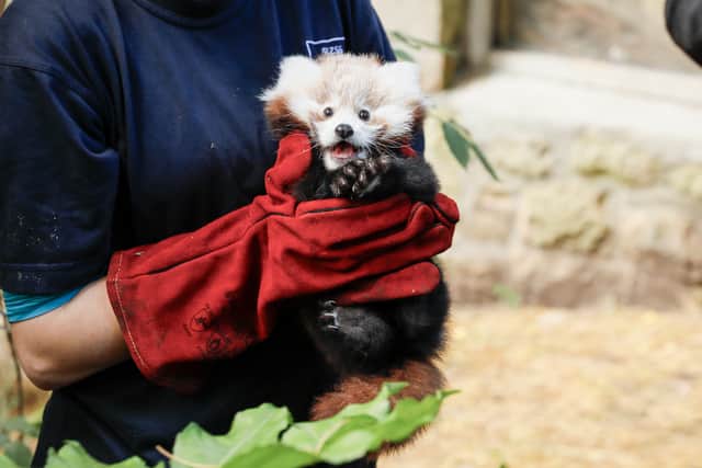 Staff at Edinburgh Zoo said it is likely that the baby red panda died from stress caused by fireworks