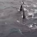 Donna Marie Woodhouse had an incredibly close encounter with a pod of orcas.