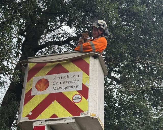 Otto the cat being rescued from a 40 feet-tall tree by Knighton Countryside Management in Weymouth, Dorset.