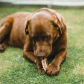 Urgent warning to pet owners as dog chews linked to illness. 