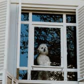 Dogs can sometimes become distressed when they are left alone for too long.