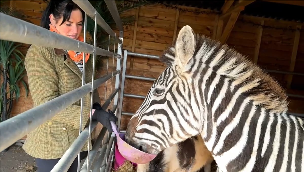 The look on people’s faces is amazing – they just can't believe we've got a real zebra The look on people’s faces is amazing – they just can't believe we've got a real zebra