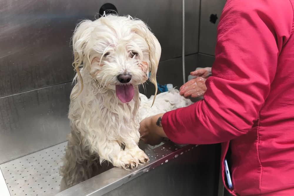 A small dog being groomed 