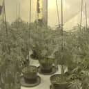 £4.5m drug operation consisting of  75 cannabis farms uncovered.
