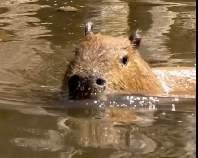 Capybara cools off at Chester Zoo