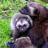 Wolverine kits.